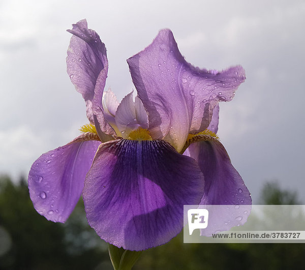 Blüte einer Schwertiris im Gegenlicht  Iris barabata  Iridaceae