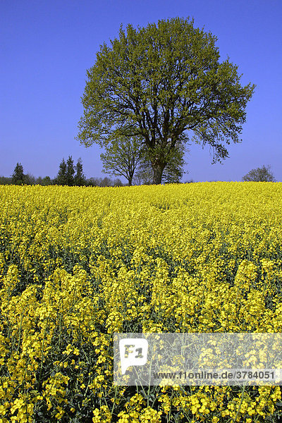 Eiche in blühendem Rapsfeld im Frühling - Stieleiche - (Quercus robur) (Brassica napus) - Bad Segeberg  Schleswig-Holstein  Deutschland  Europa