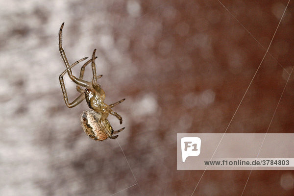 Spinne spinnt ein Spinnennetz