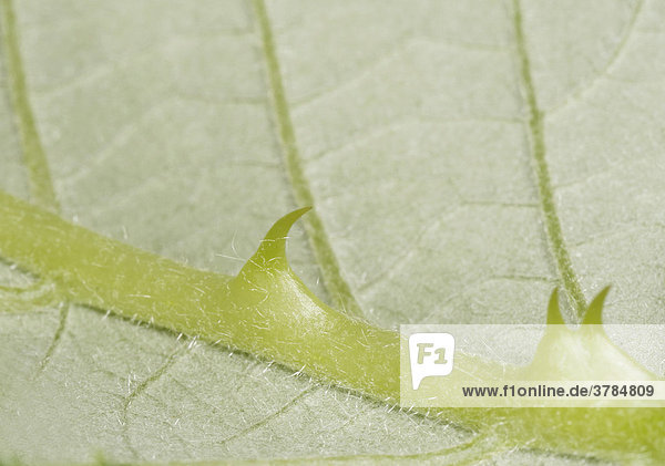 Stachel am Blatt einer Pflanze  Brombeere