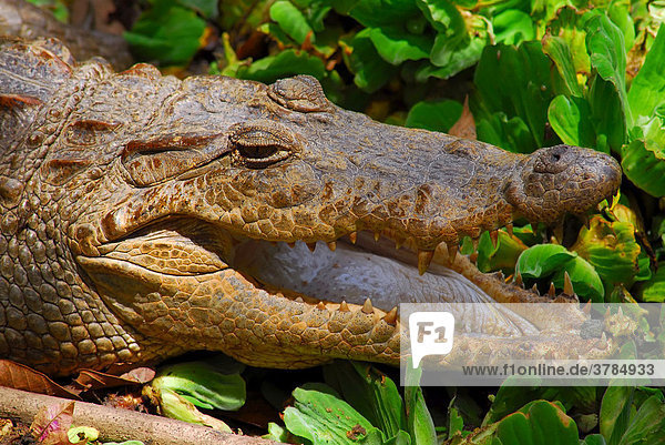 Nilkrokodil (Crocodylus niloticus) entblößt seine Zähne  Barkau  Gambia  Afrika