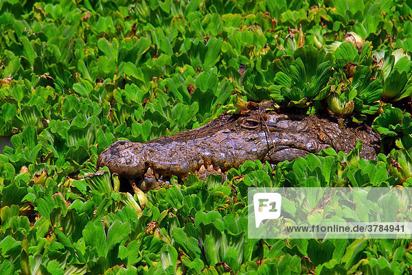 Nilkrokodil (Crocodylus niloticus) lauert auf Beute