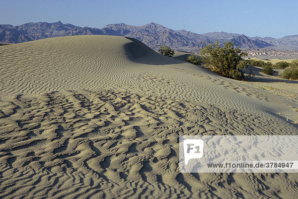 Sandduene Mesquite Flats Death Valley Nationalpark Kalifornien USA