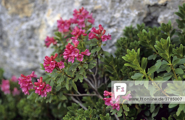 Rostroter Almrausch Rhododendron ferrugineum