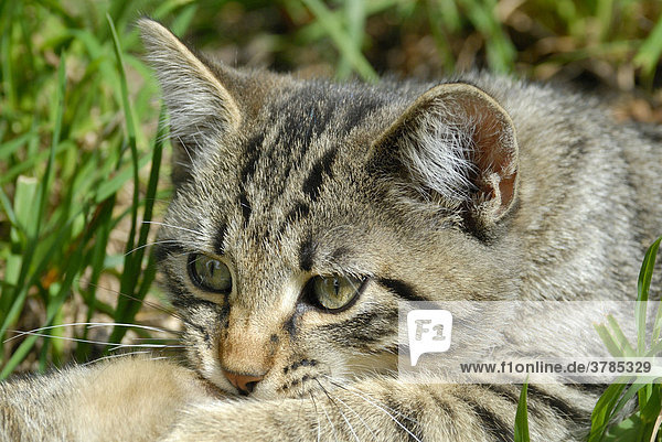 A young domestic cat - Germany  Europe.