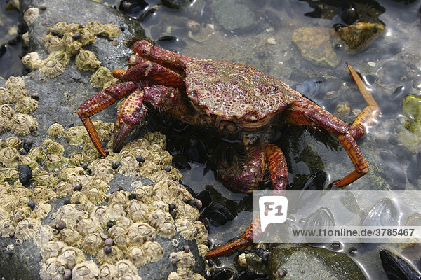Crab  Sea of Okhotsk  Magadan area  Eastern Siberia  Russia