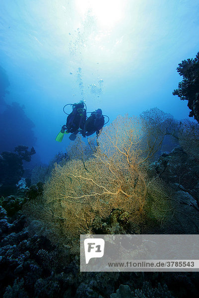 Two divers behind a Gorgonia  Red Sea Egypt.