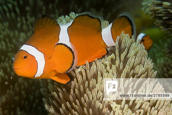 Orange Ringel Anemonenfisch oder falscher Anemonenfisch  Amphiprion ocellaris.