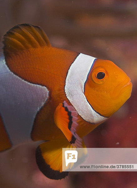 False anemonefish or Clownfish Amphiprion ocellaris.
