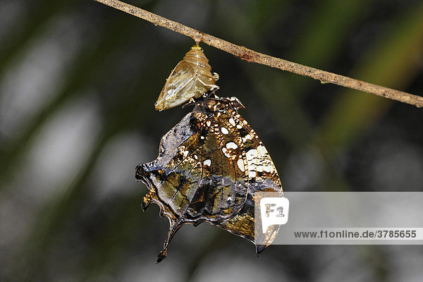 Junger Schmetterling an seiner Puppenhülle (Pterourus sp.)  Costa Rica