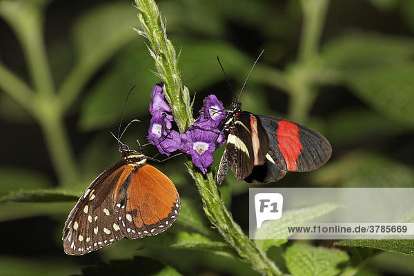 Schmetterlinge (Heliconius sp.) Costa Rica