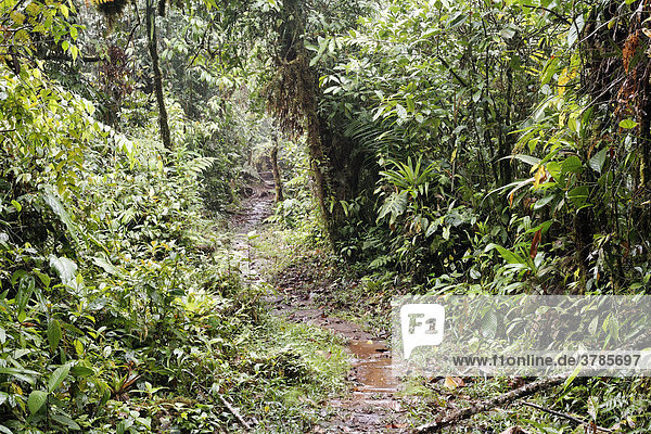 Pfad im Regenwald  Rara Avis  Las Horquetas  Costa Rica