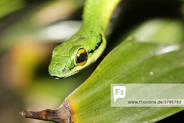 Grüne Dünnschlange (Leptophis depressirostris)  Costa Rica