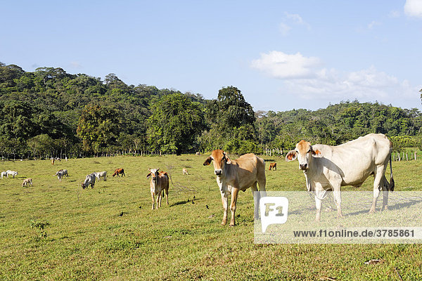 Cattle on pasture  San Carlos-  Costa Rica