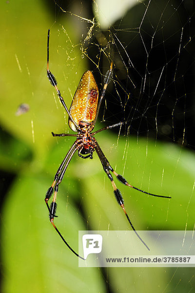 Seidenspinne  Golden Orb Spider (Nephila clavipes)  Costa Rica