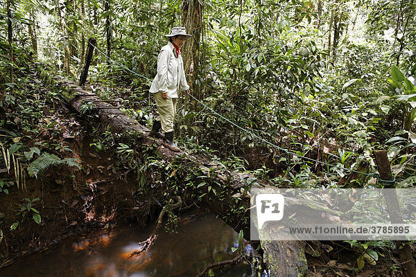 Frau überquert Bach auf Baumstamm im Regenwald  Nationalpark Maquenque  Costa Rica