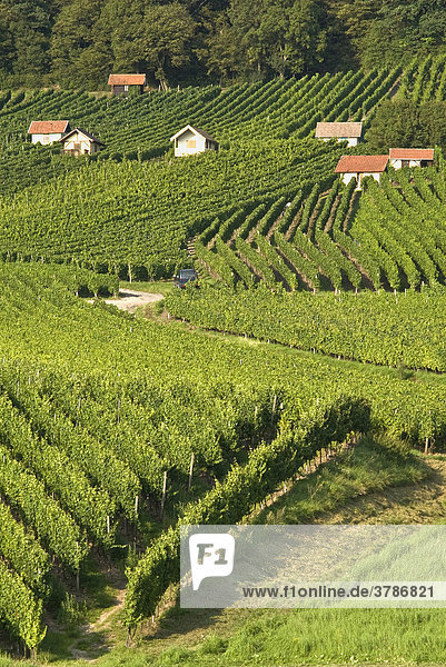 Weinanbau bei Donnersdorf  Steigerwald  Unterfranken  Bayern  Deutschland