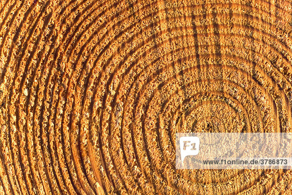 Tree rings  pine wood