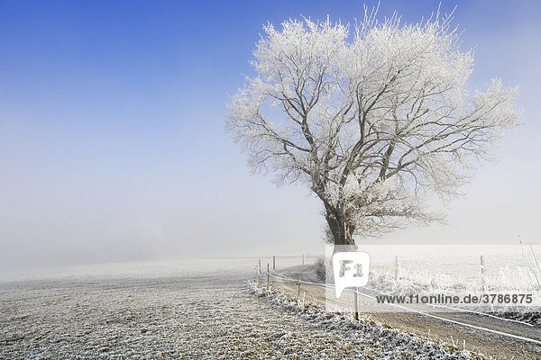 Feldweg in einer winterlichen Landschaft mit Raureif und Nebel  Freiburg  Schweiz