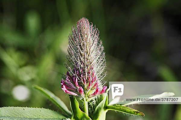 Purpurklee (Trifolium rubens)