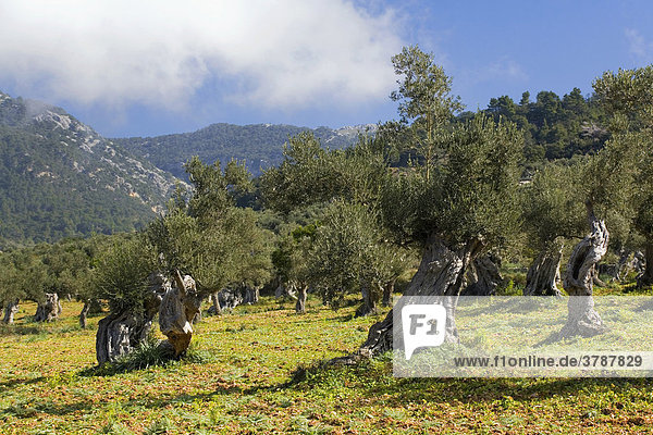 An olive grove near Valdemossa  Majorca  Balearics  Spain