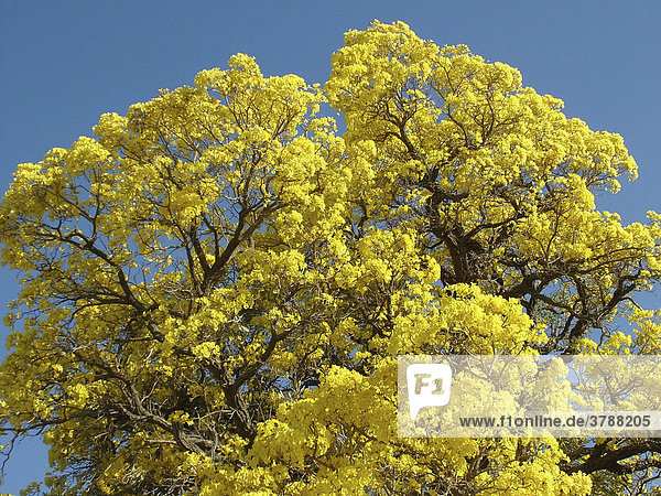 Nahaufnahme der überwältigenden Blütenmenge eines gelb blühenden Paratodobaumes (Tabebuia caraiba)  Gran Chaco  Paraguay