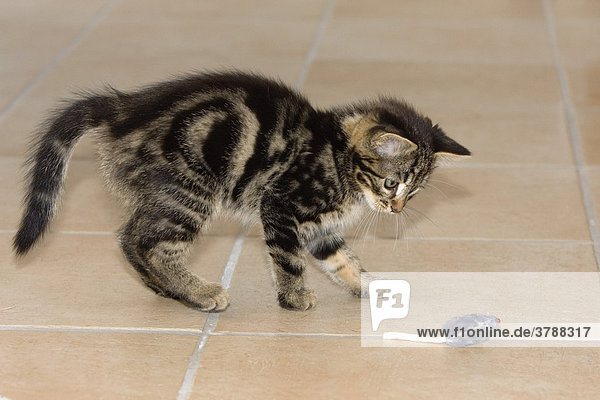 Junge Hauskatze spielt mit Spielzeug-Maus