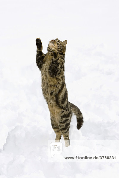 Katze springt im Schnee  Hauskatze  Deutschland