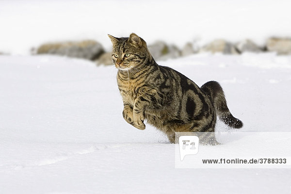 Katze rennt im Schnee  Hauskatze  Deutschland