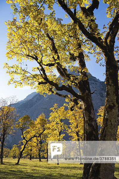 Großer Ahornboden  Bergahorn  Acer pseudoplatanus  Herbstfärbung in der Eng  Österreich
