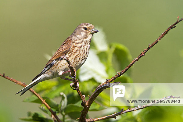 Common Linnet (Carduelis cannabina) perching on branch