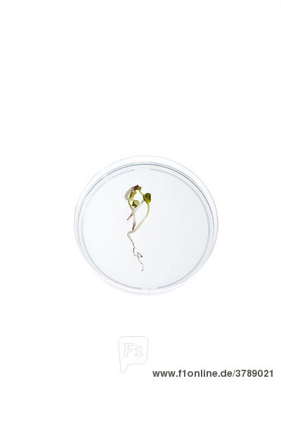 Eine Petrischale mit einem darin wachsenden Setzling