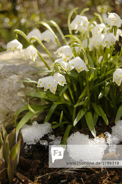 Frühlings-Knotenblume  Märzenbecher mit Schneeresten