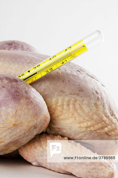 Chicken bird flu influenza pandemic disease illness biohazard danger dangerous health safe safety precaution