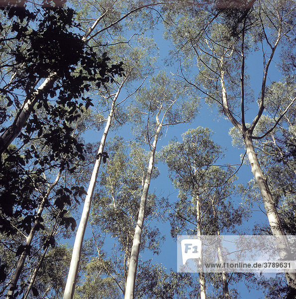Bemm River Rain Forest Victoria Australien Eukatyptusbäume