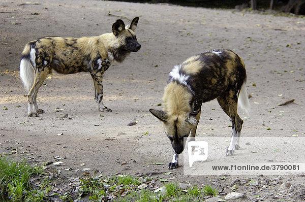 Zwei afrikanische Wildhunde Lycaon pictus bedroht  Afrika  Zoo Berlin  Deutschland