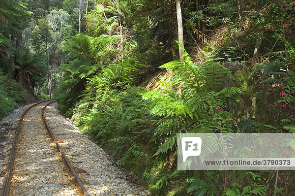 Gleis im Regenwald bei Fahrt mit der Abt Eisenbahn von Strahan nach Queenstown Tasmanien Australien