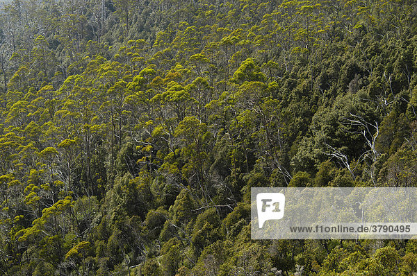 Regenwald Overland Track Cradle Mountain Lake St Clair Nationalpark Tasmanien Australien