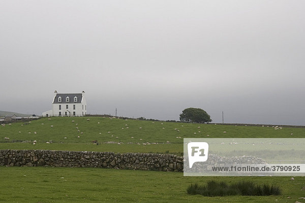 Landscape with sheep breeding  Isle od Islay  Scotland  typical misty atmos