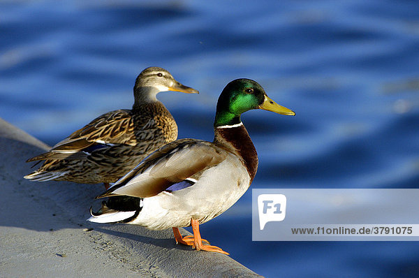 Duck and drake beside the river Spree