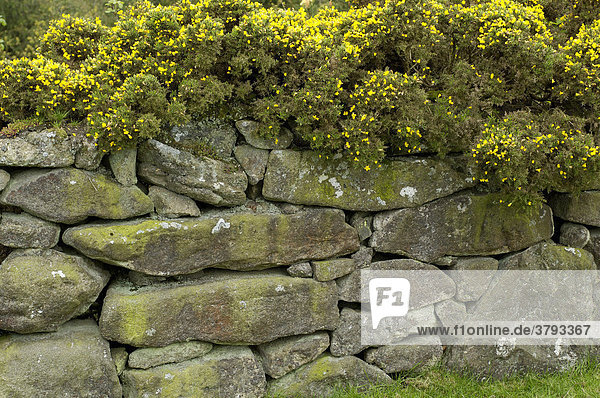 Alte Steinmauer mit Stechginster Ulex europaeus Dartmoor National Park Devon England