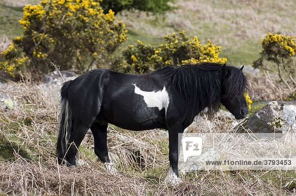 Pony Hengst Dartmoor National Park Devon England