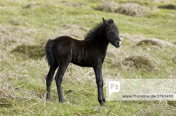 Pony Fohlen Dartmoor National Park Devon England