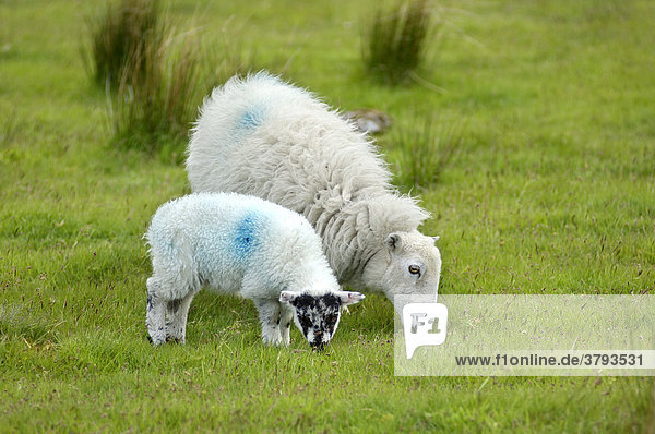Sheep Dartmoor National Park Devon England