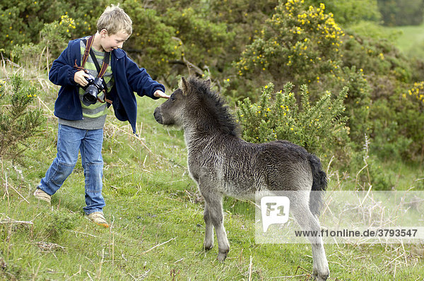 Shetland Pony south west England