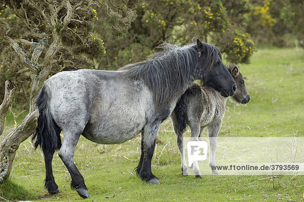 Shetland Pony south west England