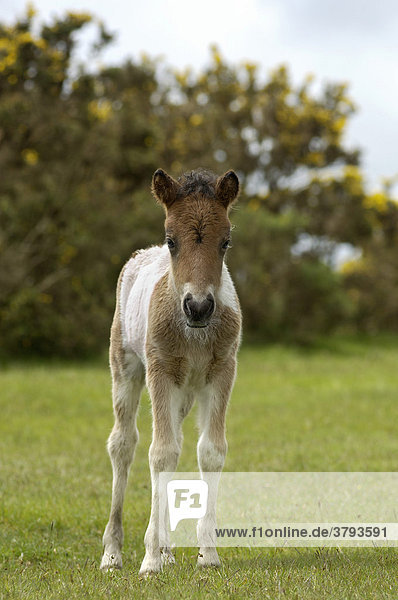 Shetland Pony in süd-west England