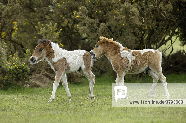 Shetland Pony in süd-west England