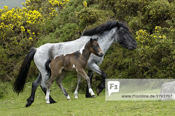Dartmoor Pony mare with foal Dartmoor National Park Devon England