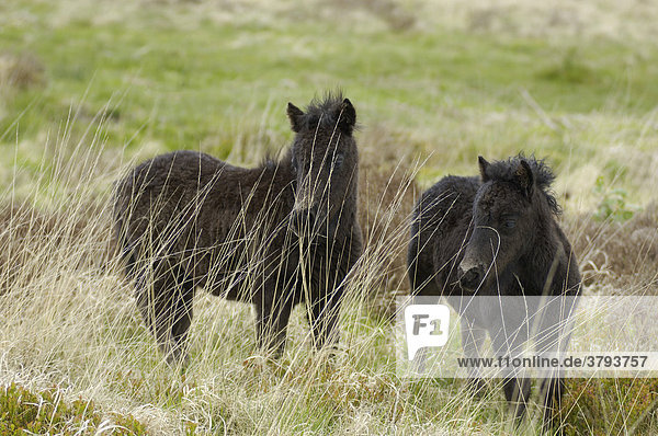 Dartmoor Pony Fohlen Dartmoor National Park Devon England